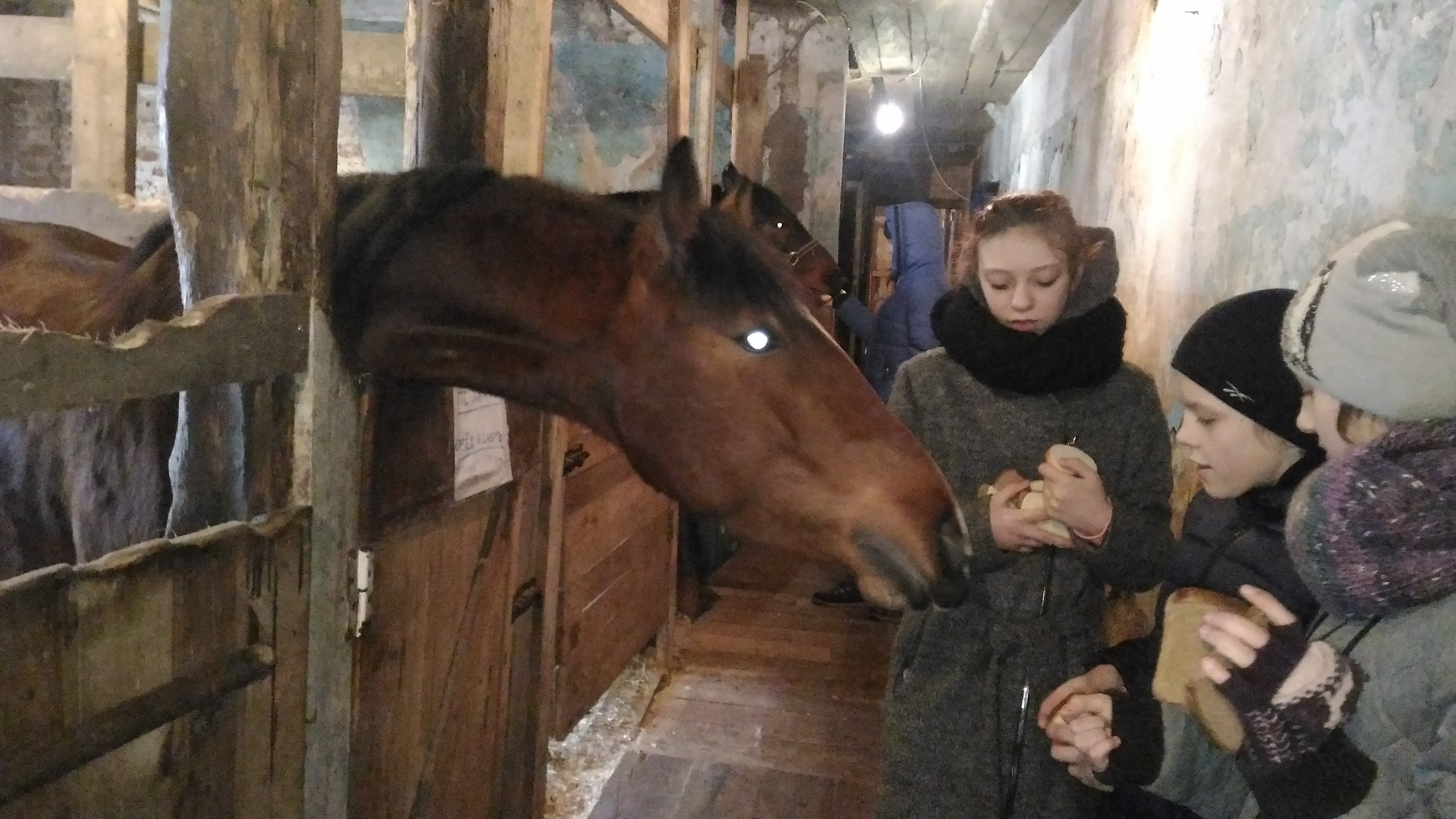 Знакомство С Конюшней Знакомство с конюшней